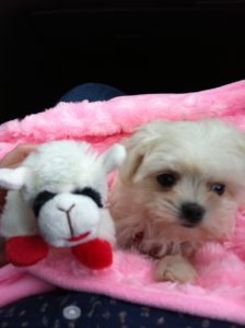 How to potty train your puppy in a few easy steps