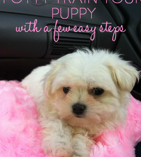 Potty Train Your Puppy with just a few easy steps!