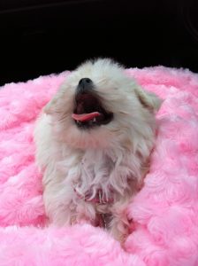 Pearl as a puppy, without red tear staining