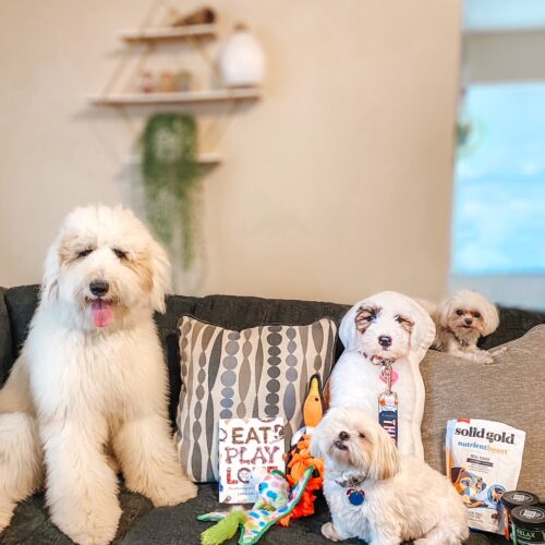#ad Looking for some paw-some dog gifts? These are so much fun and gifts that every dog and owner will love! #BestForPetsBBxx #Petsies #petgifts #grufflove #eatplaylove #multipet #dog #Instadog #Pets #dogtoy #dogsofinstagram #SolidGoldPet